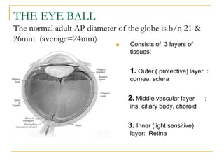 THE EYE BALL
The normal adult AP diameter of the globe is b/n 21 &
26mm (average=24mm)
 Consists of 3 layers of
tissues:
1. Outer ( protective) layer :
cornea, sclera
2. Middle vascular layer :
iris, ciliary body, choroid
3. Inner (light sensitive)
layer: Retina
 