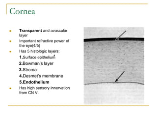 Cornea
 Transparent and avascular
layer
 Important refractive power of
the eye(4/5)
 Has 5 histologic layers:
1.Surface epithelium
2.Bowman’s layer
3.Stroma
4.Desmet’s membrane
5.Endothelium
 Has high sensory innervation
from CN V.
 