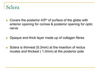 Sclera
 Covers the posterior 4/5th of surface of the globe with
anterior opening for cornea & posterior opening for optic
nerve
 Opaque and thick layer made up of collagen fibres
 Sclera is thinnest (0.3mm) at the insertion of rectus
musles and thickest ( 1.0mm) at the posterior pole
 