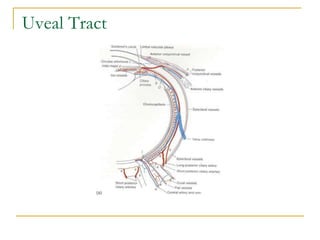 Uveal Tract
 