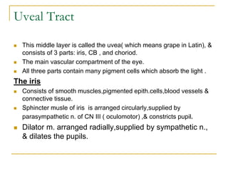 Uveal Tract
 This middle layer is called the uvea( which means grape in Latin), &
consists of 3 parts: iris, CB , and choriod.
 The main vascular compartment of the eye.
 All three parts contain many pigment cells which absorb the light .
The iris
 Consists of smooth muscles,pigmented epith.cells,blood vessels &
connective tissue.
 Sphincter musle of iris is arranged circularly,supplied by
parasympathetic n. of CN III ( oculomotor) ,& constricts pupil.
 Dilator m. arranged radially,supplied by sympathetic n.,
& dilates the pupils.
 