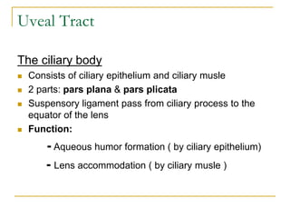 Uveal Tract
The ciliary body
 Consists of ciliary epithelium and ciliary musle
 2 parts: pars plana & pars plicata
 Suspensory ligament pass from ciliary process to the
equator of the lens
 Function:
- Aqueous humor formation ( by ciliary epithelium)
- Lens accommodation ( by ciliary musle )
 