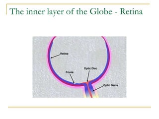 The inner layer of the Globe - Retina
 