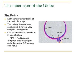 The inner layer of the Globe
The Retina
 Light sensitive membrane at
the back of the eye.
 The cells of the retina are
specialized & have a very
complex arrangement.
 Cell connections from outer to
in side of retina:
RPE Rod & cones
Bipolar cells Ganglion
cells axons of GC forming
opic nerve
 