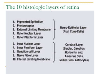 The 10 histologic layers of retina
 