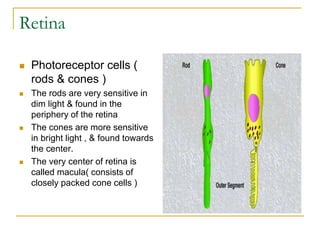 Retina
 Photoreceptor cells (
rods & cones )
 The rods are very sensitive in
dim light & found in the
periphery of the retina
 The cones are more sensitive
in bright light , & found towards
the center.
 The very center of retina is
called macula( consists of
closely packed cone cells )
 