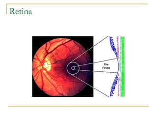 Retina
 