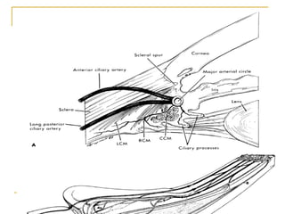 Chambers of the eye
 Anterior chamber
 