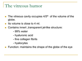 The vitreous humor
 The vitreous cavity occupies 4/5th of the volume of the
globe.
 Its volume is close to 4 ml.
 Contains innert ,transparent jel-like structure:
- 99% water
- hyaluronic acid
- fine collagen fibrils
- hyalocytes
 Function: maintains the shape of the globe of the eye
 