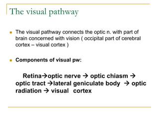The visual pathway
 The visual pathway connects the optic n. with part of
brain concerned with vision ( occipital part of cerebral
cortex – visual cortex )
 Components of visual pw:
Retinaoptic nerve  optic chiasm 
optic tract lateral geniculate body  optic
radiation  visual cortex
 