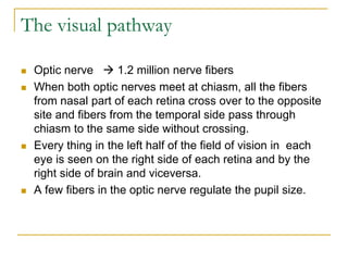 The visual pathway
 Optic nerve  1.2 million nerve fibers
 When both optic nerves meet at chiasm, all the fibers
from nasal part of each retina cross over to the opposite
site and fibers from the temporal side pass through
chiasm to the same side without crossing.
 Every thing in the left half of the field of vision in each
eye is seen on the right side of each retina and by the
right side of brain and viceversa.
 A few fibers in the optic nerve regulate the pupil size.
 