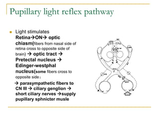 Pupillary light reflex pathway
 Light stimulates
RetinaON optic
chiasm(fibers from nasal side of
retina cross to opposite side of
brain)  optic tract 
Pretectal nucleus 
Edinger-westphal
nucleus(some fibers cross to
opposite side )
 parasympathetic fibers to
CN III  ciliary genglion 
short ciliary nerves supply
pupillary sphnicter musle
 
