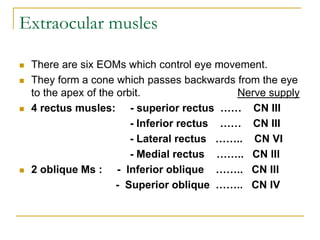 Extraocular musles
 There are six EOMs which control eye movement.
 They form a cone which passes backwards from the eye
to the apex of the orbit. Nerve supply
 4 rectus musles: - superior rectus …… CN III
- Inferior rectus …… CN III
- Lateral rectus …….. CN VI
- Medial rectus …….. CN III
 2 oblique Ms : - Inferior oblique …….. CN III
- Superior oblique …….. CN IV
 