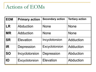 Actions of EOMs
EOM Primary action Secondary action Tertiary action
LR Abduction None None
MR Adduction None None
SR Elevation Incyclotorsion Adduction
IR Depression Excyclotorsion Adduction
SO Incyclotorsion Depression Abduction
IO Excyclotorsion Elevation Abduction
 