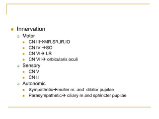  Innervation
 Motor
 CN IIIMR,SR,IR,IO
 CN IV SO
 CN VI LR
 CN VII orbicularis oculi
 Sensory
 CN V
 CN II
 Autonomic
 Sympatheticmuller m. and dilator pupilae
 Parasympathetic ciliary m and sphincter pupilae
 