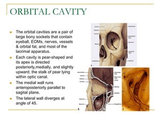 ORBITAL CAVITY
 The orbital cavities are a pair of
large bony sockets that contain
eyeball, EOMs, nerves, vessels
& orbital fat, and most of the
lacrimal apparatus.
 Each cavity is pear-shaped and
its apex is directed
posteriorly,medially, and slightly
upward; the stalk of pear lying
within optic canal.
 The medial wall runs
anteroposteriorly parallel to
sagital plane.
 The lateral wall diverges at
angle of 45.
 
