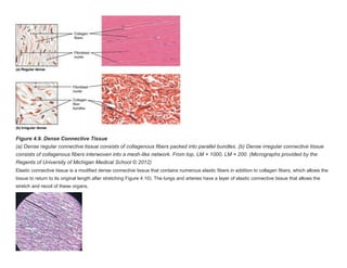 Network Tissue anatomy.docx