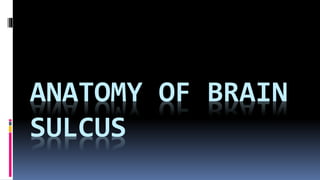 ANATOMY OF BRAIN
SULCUS
 