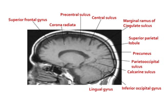Marginal Ramus anatomy.pptx