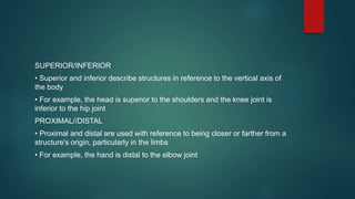 INTRODUCTION TO ANATOMY AND PHYSIOLOGY PPT | PPT