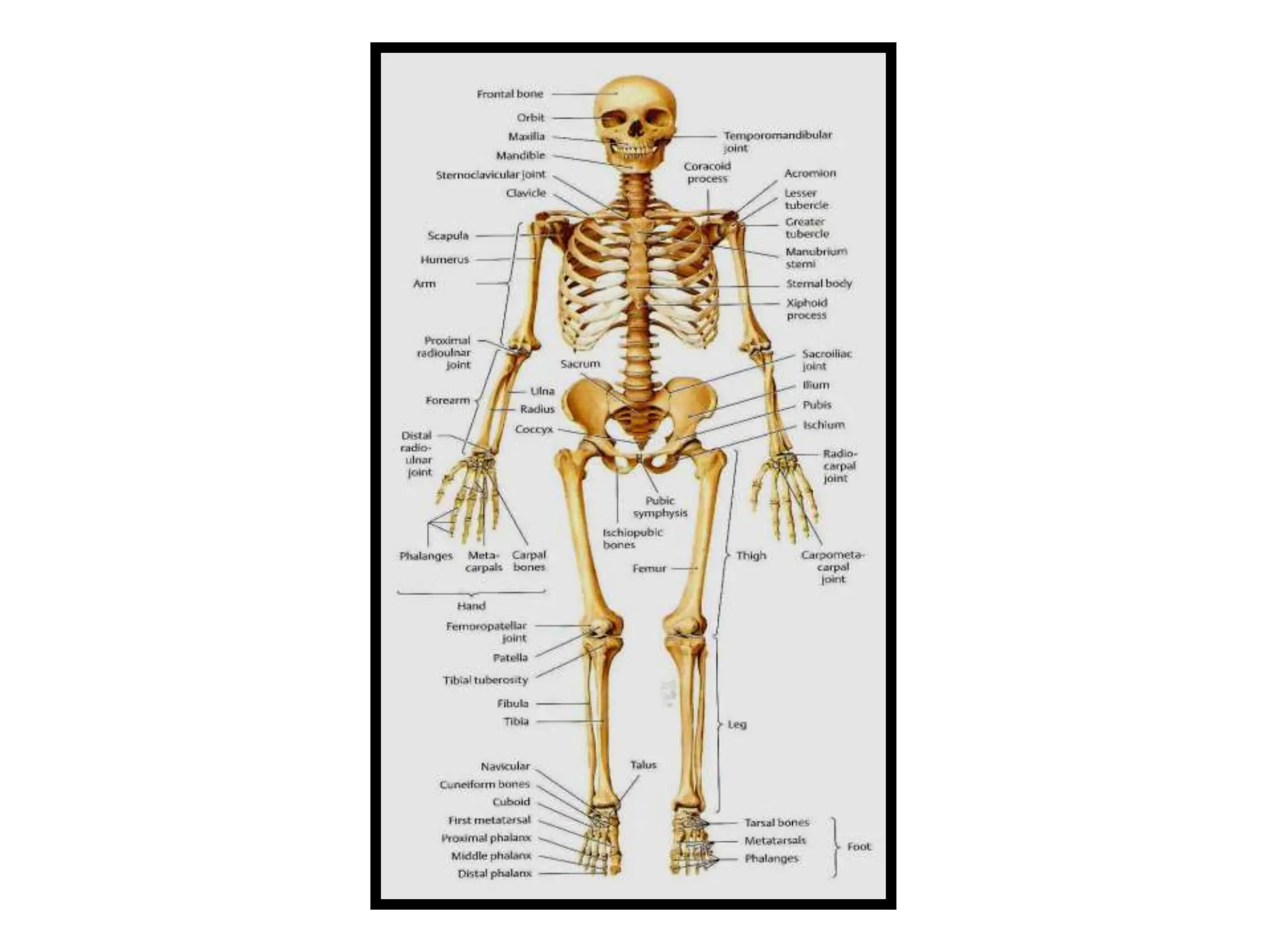 detailed Human Anatomy, various body part, detailed structure | PPT