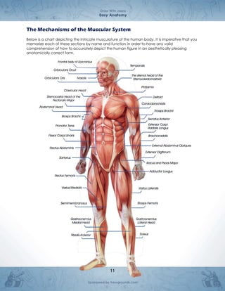 Anatomia cuerpo humano comic draw with JAZZA | PDF
