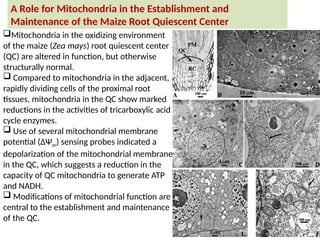 A Role for Mitochondria in the Establishment and
Maintenance of the Maize Root Quiescent Center
Mitochondria in the oxidizing environment
of the maize (Zea mays) root quiescent center
(QC) are altered in function, but otherwise
structurally normal.
 Compared to mitochondria in the adjacent,
rapidly dividing cells of the proximal root
tissues, mitochondria in the QC show marked
reductions in the activities of tricarboxylic acid
cycle enzymes.
 Use of several mitochondrial membrane
potential (ΔΨm) sensing probes indicated a
depolarization of the mitochondrial membrane
in the QC, which suggests a reduction in the
capacity of QC mitochondria to generate ATP
and NADH.
 Modifications of mitochondrial function are
central to the establishment and maintenance
of the QC.
 
