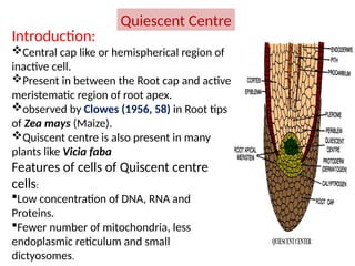 Quiescent Centre
Introduction:
Central cap like or hemispherical region of
inactive cell.
Present in between the Root cap and active
meristematic region of root apex.
observed by Clowes (1956, 58) in Root tips
of Zea mays (Maize).
Quiscent centre is also present in many
plants like Vicia faba
Features of cells of Quiscent centre
cells:
Low concentration of DNA, RNA and
Proteins.
Fewer number of mitochondria, less
endoplasmic reticulum and small
dictyosomes.
 