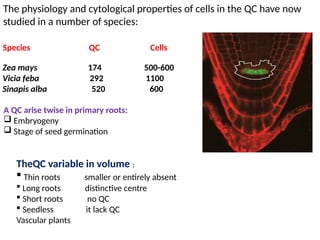 The physiology and cytological properties of cells in the QC have now
studied in a number of species:
Species QC Cells
Zea mays 174 500-600
Vicia feba 292 1100
Sinapis alba 520 600
A QC arise twise in primary roots:
 Embryogeny
 Stage of seed germination
TheQC variable in volume :
 Thin roots smaller or entirely absent
 Long roots distinctive centre
 Short roots no QC
 Seedless it lack QC
Vascular plants
 