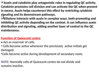  Auxin and cytokinin play antagonistic roles in regulating QC activity.
Cytokinin promotes cell division and can activate the QC when present
in excess. Auxin helps counteract this effect by restricting cytokinin
signaling and its downstream pathways.
Ethylene interacts with auxin in complex ways, both promoting and
inhibiting QC activity depending on the context. It can influence auxin
distribution and signaling, adding another layer of control to the QC
maintenance.
Function of Quiescent centre:
• Act as reservoir of cells.
• Cells become active whenever the previously active initials get
damaged.
•Cells become active during development of secondary roots.
NOTE: Normally cells of Quiescent centre do not divide and
remains inactive.
 