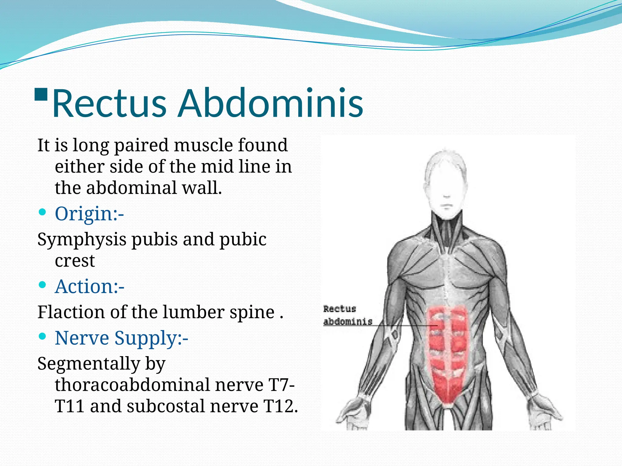 Anatomy.pptx............................ | PPTX