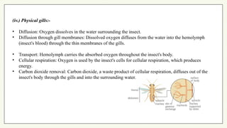 Respiration in Aquatic and Endoparasitic insect, Types of Respiratory ...
