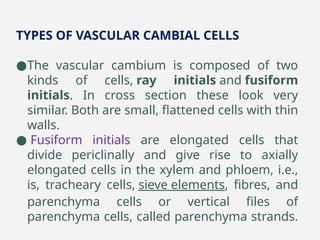 TYPES OF VASCULAR CAMBIAL CELLS
●The vascular cambium is composed of two
kinds of cells, ray initials and fusiform
initials. In cross section these look very
similar. Both are small, flattened cells with thin
walls.
● Fusiform initials are elongated cells that
divide periclinally and give rise to axially
elongated cells in the xylem and phloem, i.e.,
is, tracheary cells, sieve elements, fibres, and
parenchyma cells or vertical files of
parenchyma cells, called parenchyma strands.
 