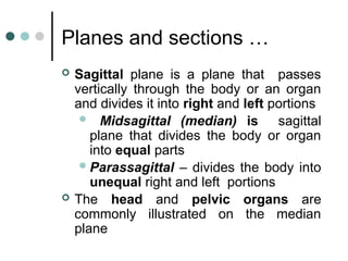 Comprehensive Human Anatomy for Radiography Students: Skeletal System ...