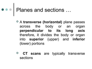 Comprehensive Human Anatomy for Radiography Students: Skeletal System ...