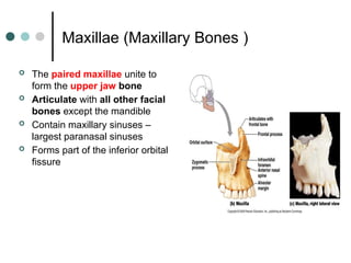 Comprehensive Human Anatomy for Radiography Students: Skeletal System ...