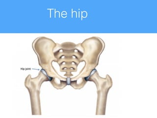 The hip
 