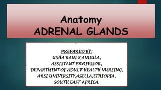 Anatomy
ADRENAL GLANDS
 