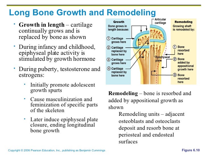 Anatomy and Phisology PP