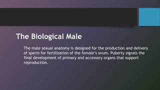 The male sexual anatomy is designed for the production and delivery
of sperm for fertilization of the female’s ovum. Puberty signals the
final development of primary and accessory organs that support
reproduction.
The Biological Male
 