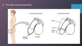 A. The male external genitalia;
 
