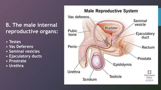 B. The male internal
reproductive organs:
• Testes
• Vas Deferens
• Seminal vesicles
• Ejaculatory ducts
• Prostrate
• Urethra
 