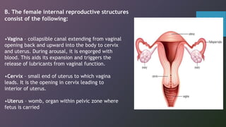 •Vagina – collapsible canal extending from vaginal
opening back and upward into the body to cervix
and uterus. During arousal, it is engorged with
blood. This aids its expansion and triggers the
release of lubricants from vaginal function.
•Cervix – small end of uterus to which vagina
leads. It is the opening in cervix leading to
interior of uterus.
•Uterus – womb, organ within pelvic zone where
fetus is carried
B. The female internal reproductive structures
consist of the following:
 