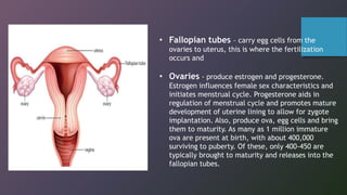 • Fallopian tubes – carry egg cells from the
ovaries to uterus, this is where the fertilization
occurs and
• Ovaries - produce estrogen and progesterone.
Estrogen influences female sex characteristics and
initiates menstrual cycle. Progesterone aids in
regulation of menstrual cycle and promotes mature
development of uterine lining to allow for zygote
implantation. Also, produce ova, egg cells and bring
them to maturity. As many as 1 million immature
ova are present at birth, with about 400,000
surviving to puberty. Of these, only 400-450 are
typically brought to maturity and releases into the
fallopian tubes.
 