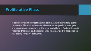 Proliferative Phase
It occurs when the hypothalamus stimulates the pituitary gland
to release FSH that stimulates the ovaries to produce estrogen
and causes ova to mature in the ovarian follicles. Endometrium is
repaired thickens, and becomes well-vascularized in response to
increasing levels of estrogens.
 