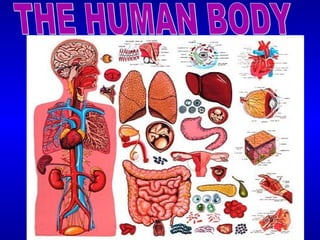 THE HUMAN BODY 