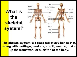 What is
the
skeletal
system?
The skeletal system is composed of 206 bones that,
along with cartilage, tendons, and ligaments, make
up the framework or skeleton of the body.
 