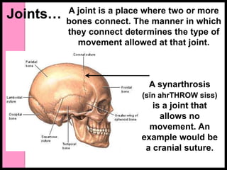 Joints… A joint is a place where two or more
bones connect. The manner in which
they connect determines the type of
movement allowed at that joint.
A synarthrosis
(sĭn ahrTHROW siss)
is a joint that
allows no
movement. An
example would be
a cranial suture.
 