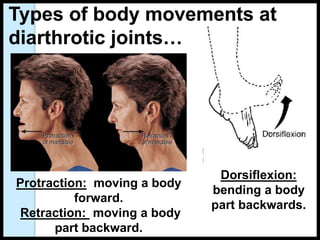 Dorsiflexion:
bending a body
part backwards.
Protraction: moving a body
forward.
Retraction: moving a body
part backward.
Types of body movements at
diarthrotic joints…
 