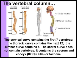 The vertebral column…
The cervical curve contains the first 7 vertebrae;
the thoracic curve contains the next 12; the
lumbar curve contains 5. The sacral curve does
not contain vertebrae. It contains the sacrum and
coccyx (KOCK siks) or tailbone.
 